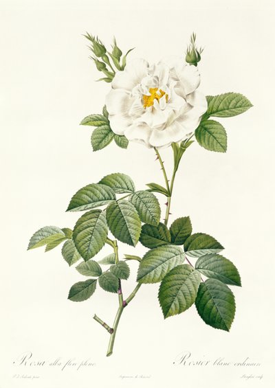 Rosa Alba flore pleno by Pierre Joseph Redouté